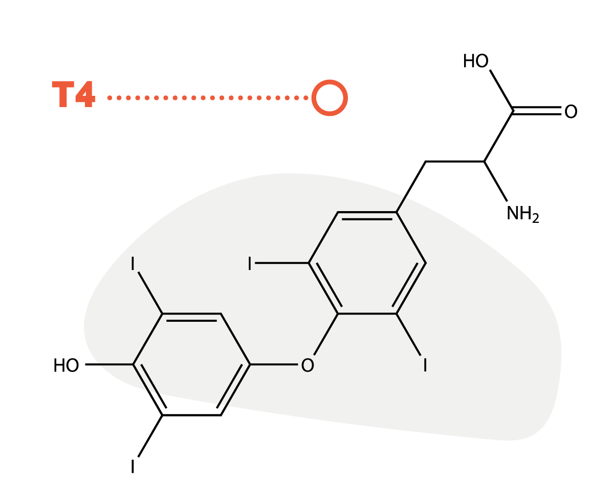 Molecular Diagram Image